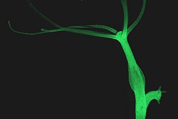 Kraken пользователь не найден при входе