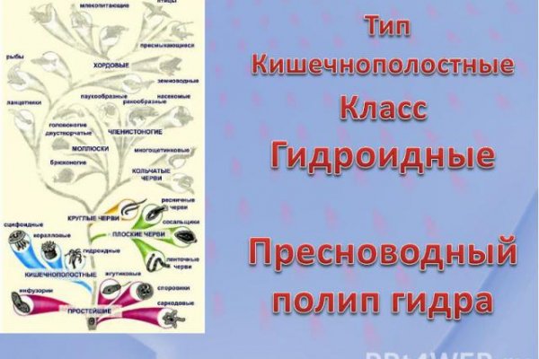 Покупки на кракене даркнет